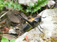 Pholidoptera aptera