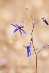 Conanthera