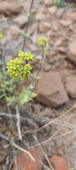 Crassula subaphylla