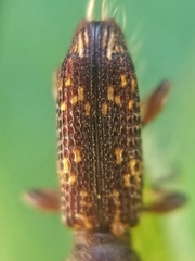 Baryrhynchus