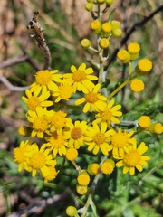 Senecio variifolius