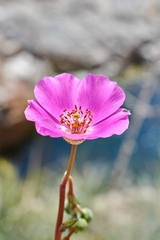 Cistanthe grandiflora