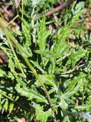 Senecio variifolius