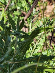 Senecio variifolius