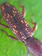 Baryrhynchus