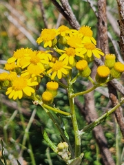 Senecio variifolius