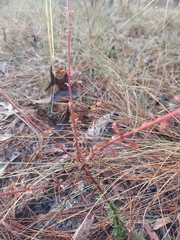 Trichostema suffrutescens
