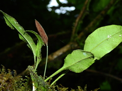 Elaphoglossum pteropus