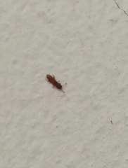 Coleoptera