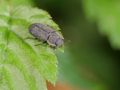 Opatrini