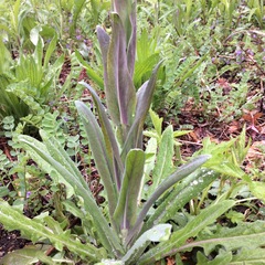 Turritis glabra