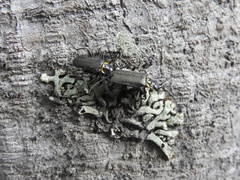 Chauliognathus magellanicus