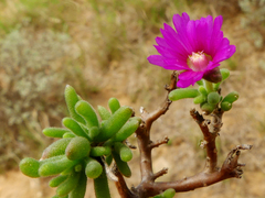 Delosperma pageanum