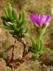 Delosperma pageanum