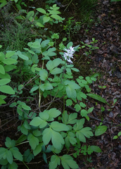 Corydalis paeoniifolia