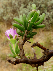Delosperma pageanum