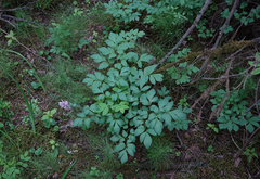 Corydalis paeoniifolia