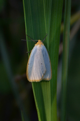 Cybosia mesomella