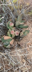 Pleiospilos compactus