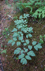 Corydalis paeoniifolia
