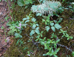 Corydalis paeoniifolia