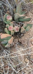 Pleiospilos compactus