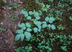 Corydalis paeoniifolia