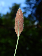 Elaphoglossum pteropus