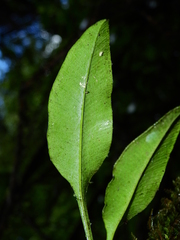 Elaphoglossum pteropus