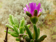 Delosperma pageanum