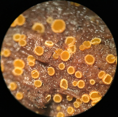 Arachnopeziza trabinelloides