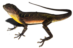 Anolis macrolepis