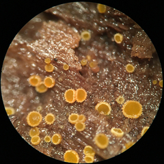 Arachnopeziza trabinelloides