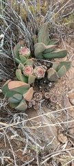 Pleiospilos compactus