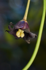 Lardizabala biternata