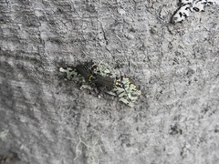 Chauliognathus magellanicus