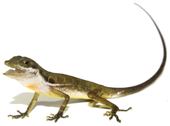 Anolis macrolepis