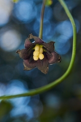 Lardizabala biternata