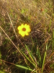 Coreopsis leavenworthii