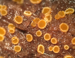 Arachnopeziza trabinelloides