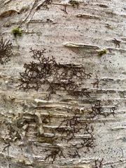 Frullania bolanderi