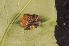 Laccoptera nepalensis
