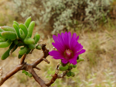 Delosperma pageanum