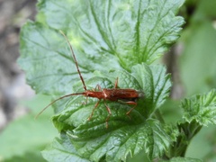 Chenoderus testaceus