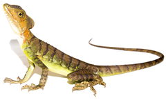 Basiliscus galeritus