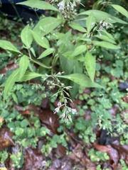 Lysimachia decurrens