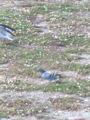Columba livia domestica