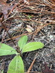 Hieracium megacephalon