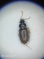 Pogonus submarginatus