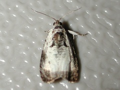 Olethreutes malana
